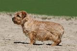 NORFOLK TERRIER 019